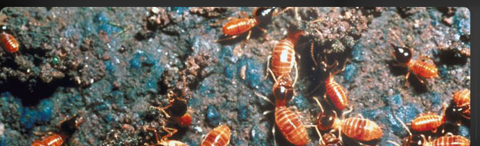 Fisk Brothers Termite & Pest Control | Oklahoma City, OK | Pest Controll Services